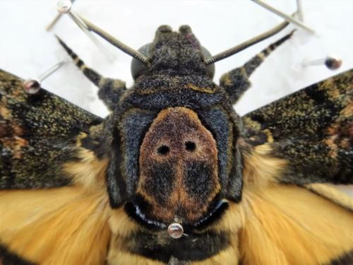 Réf. 226 740 : Acherontia atropos