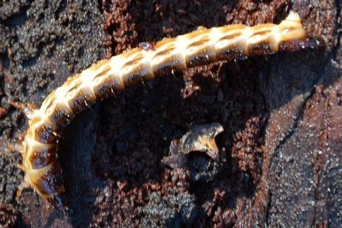 Réf. 226 060 : Stenagostus rhombeus
