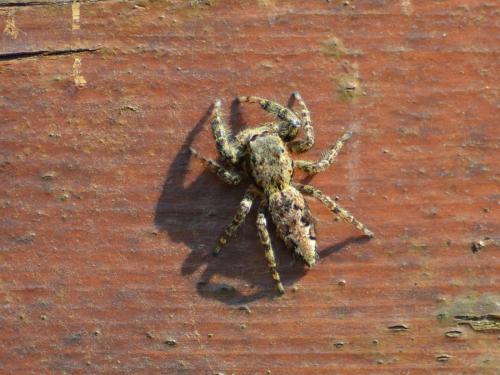 Marpissa muscosa