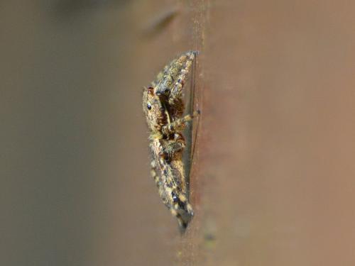 Marpissa muscosa