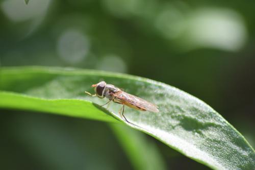Episyrphus balteatus