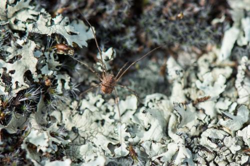 Dasylobus graniferus