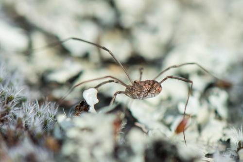 Dasylobus graniferus