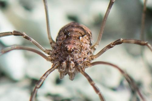 Dasylobus graniferus