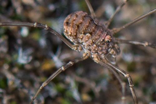 Dasylobus graniferus
