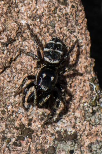 Réf. 226 879 : Salticus sp.
