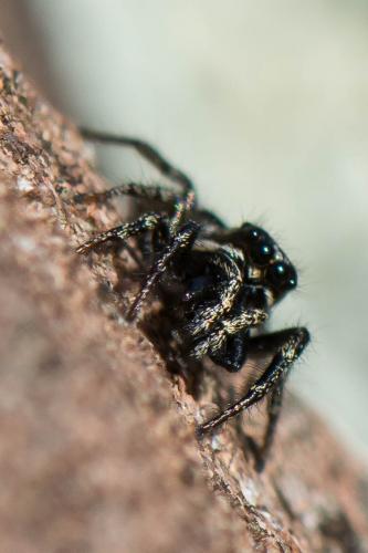 Réf. 226 883 : Salticus sp.
