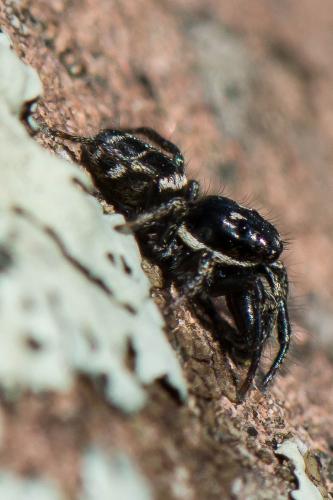 Réf. 226 945 : Salticus sp.