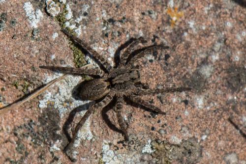 Alopecosa albofasciata