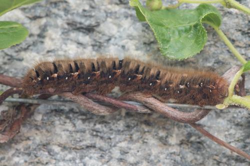 Lasiocampa quercus