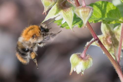 Réf. 226 747 : Bombus pascuorum