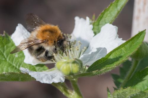 Réf. 226 748 : Bombus pascuorum
