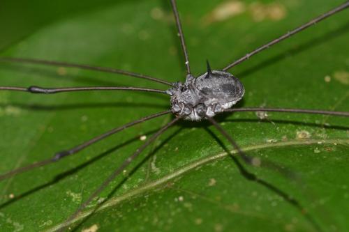 Gagrellinae