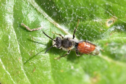 Nomada sp.