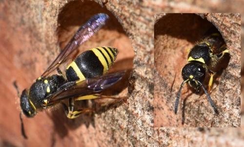 Ancistrocerus sp.