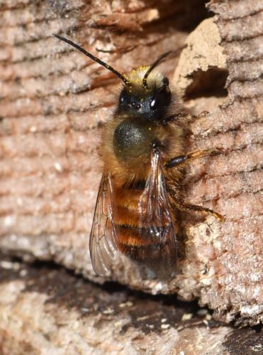 Réf. 226 993 : Osmia bicornis