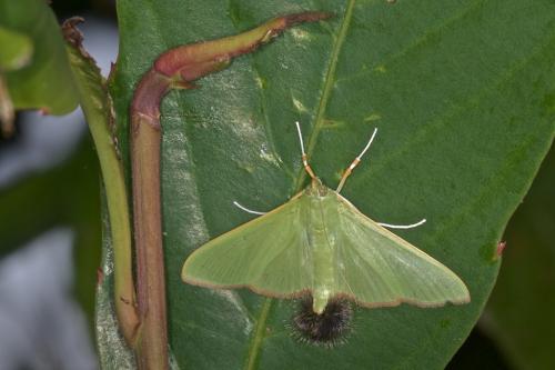 Réf. 226 900 : Parotis sp.