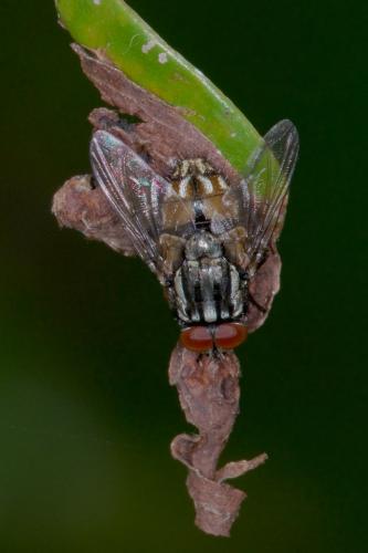 Réf. 226 199 : Musca sp.