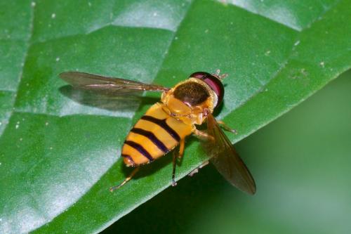 Réf. 226 626 : Asarkina sp.