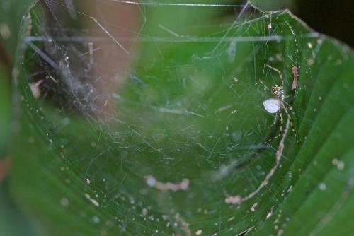 Theridion zonulatum