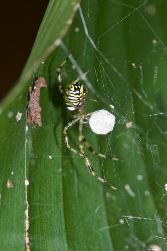 Theridion zonulatum