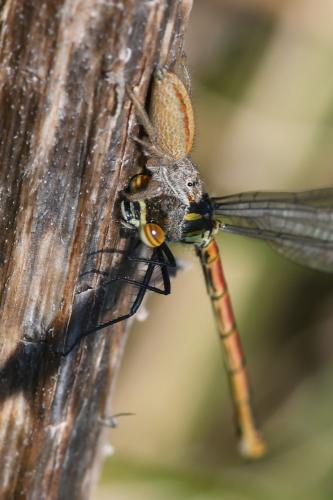 Pyrrhosoma nymphula