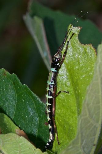 Orthomeria sp.