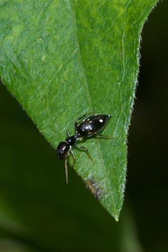Réf. 226 902 : Myrmarachne nigella