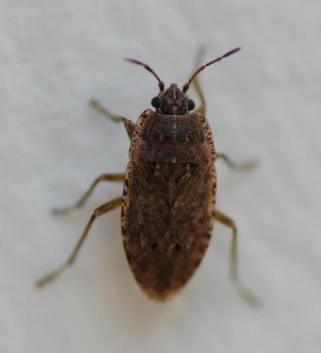 Emblethis sp.