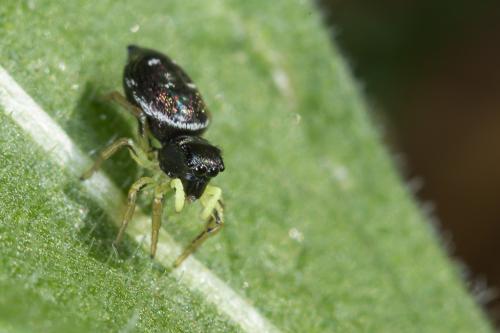 Heliophanus cupreus