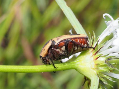 Heterotephraea marginata