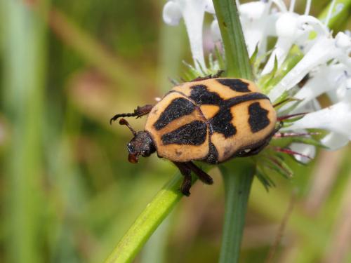 Heterotephraea marginata