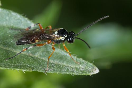 Réf. 226 534 : Diplazon laetatorius