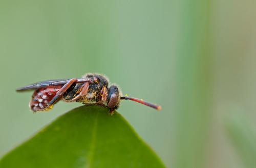 Réf. 226 072 : Nomada (integra)