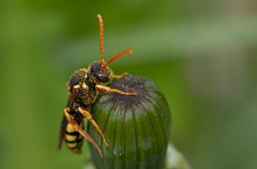 Nomada sp.
