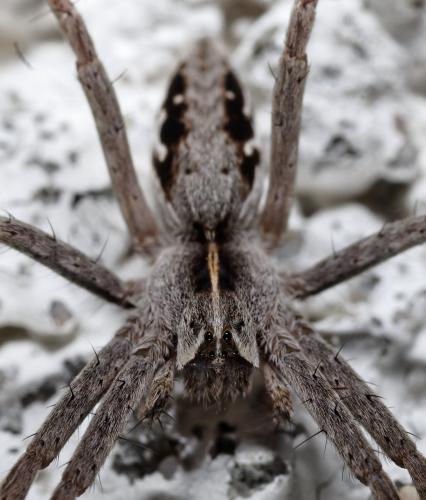 Pisaura mirabilis