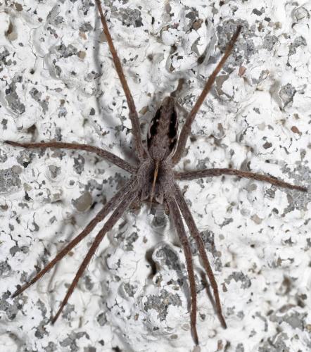 Pisaura mirabilis