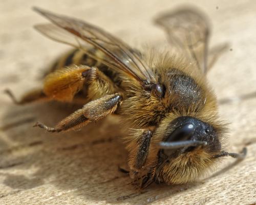 Andrena flavipes