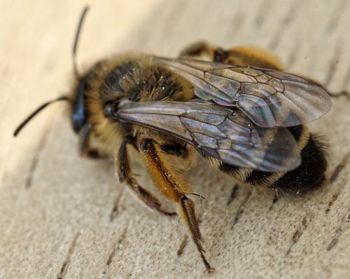 Andrena flavipes
