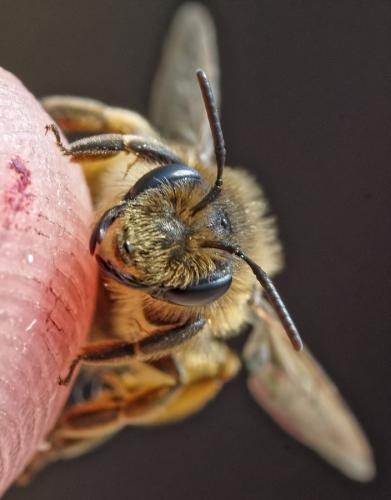 Andrena flavipes