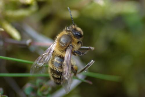 Réf. 226 870 : Andrena sp.