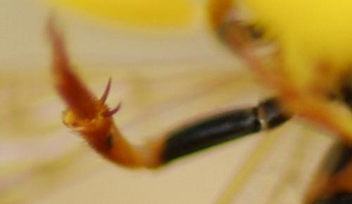 Nomada sp.
