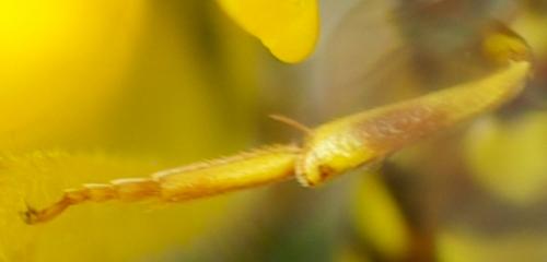Nomada sp.