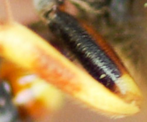 Nomada sp.