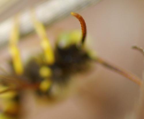 Nomada sp.