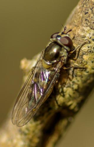 Meliscaeva auricollis