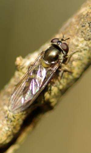 Meliscaeva auricollis