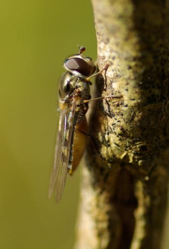Meliscaeva auricollis