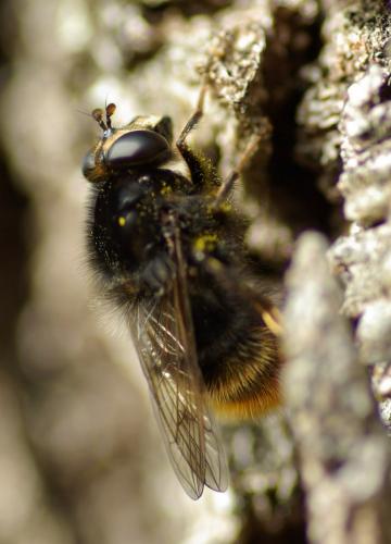 Réf. 226 104 : Criorhina ranunculi