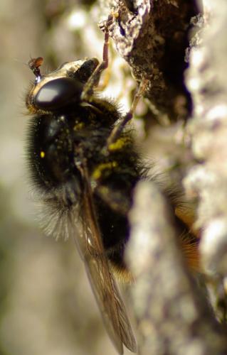 Criorhina ranunculi